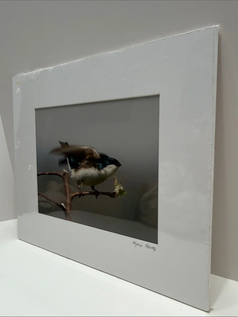 Tree Swallow Bird Art Print for Pet Lovers - Signed by Marie Kluttz